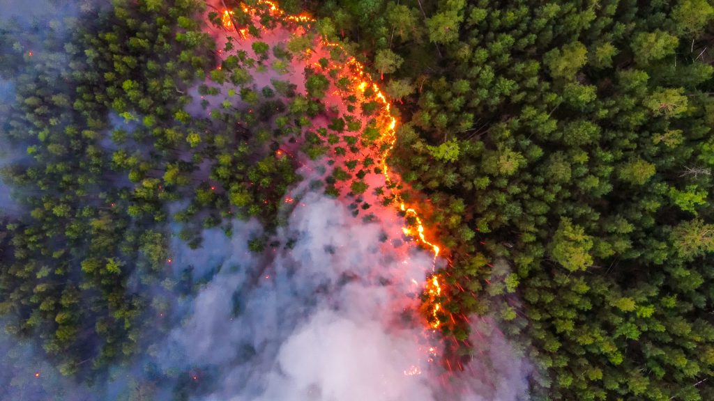 Fire return intervals in world northern forests
