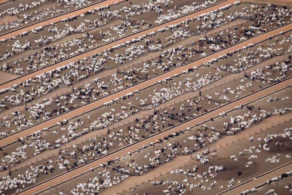 Livestock mega-farms