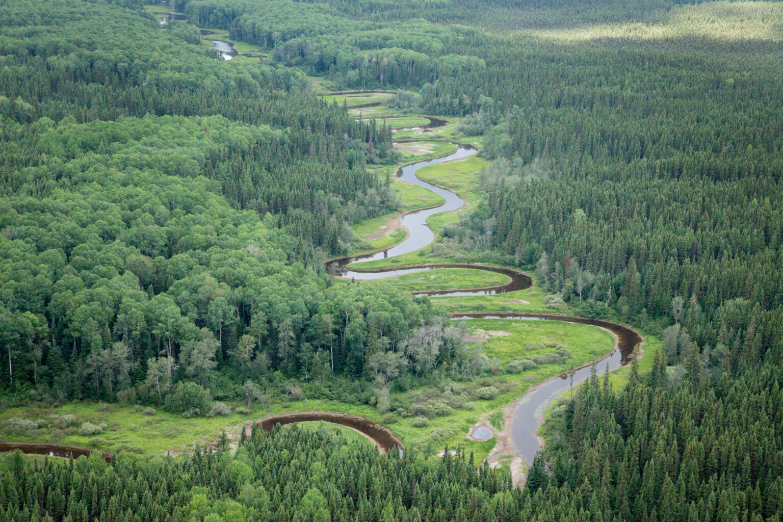 Intact forest landscapes – Global Mapping Hub by Greenpeace International