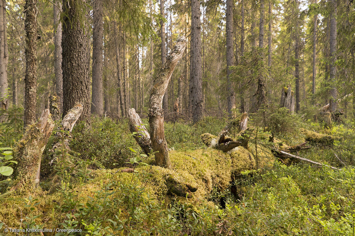 Intact forest landscapes – Global Mapping Hub by Greenpeace International