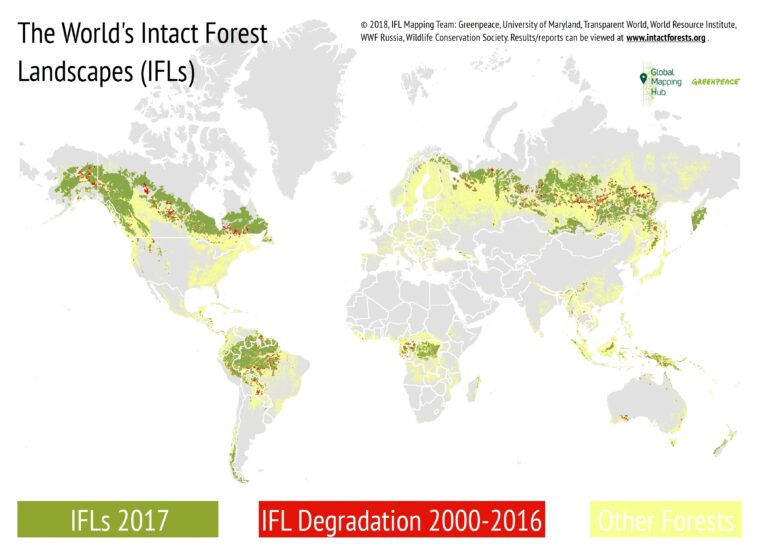 Intact forest landscapes – Global Mapping Hub by Greenpeace International