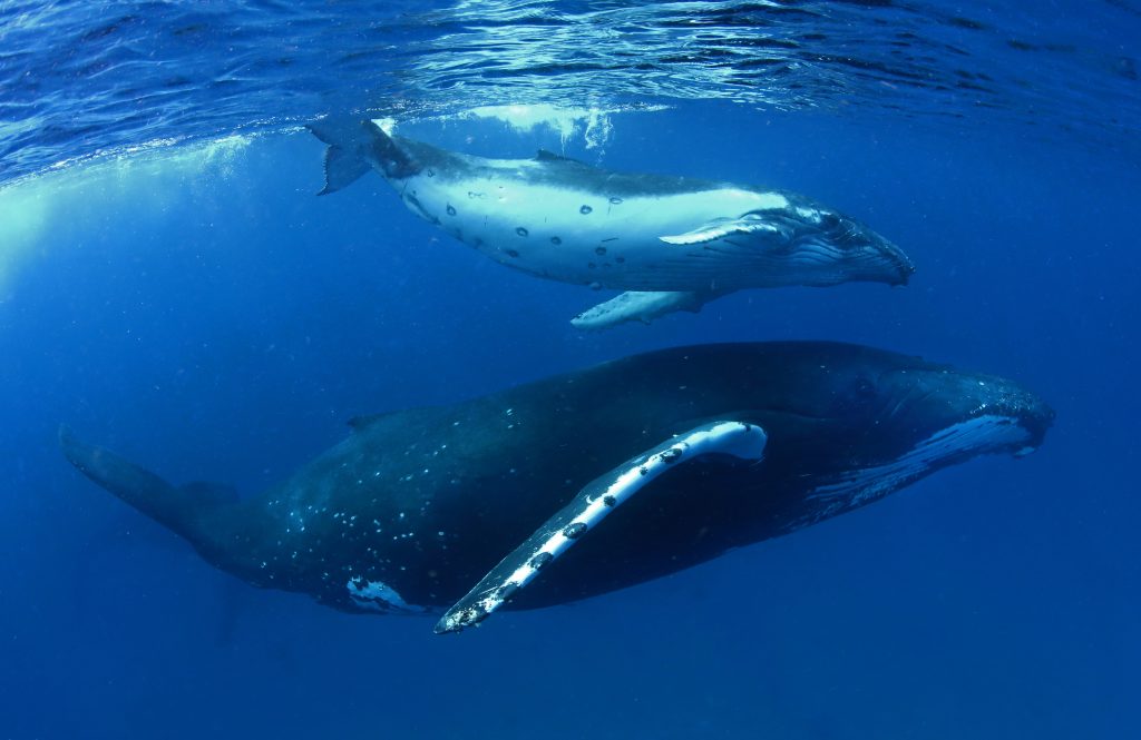 Whales at risk from deep sea mining