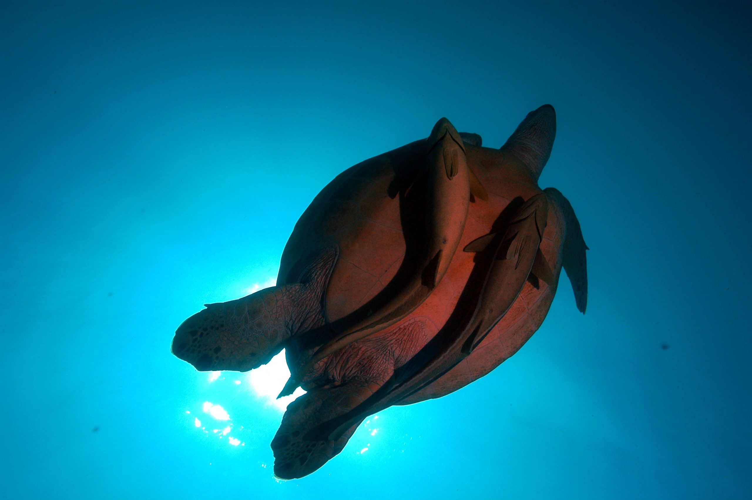 Turtles in Elphinstone Reef - Red Sea Coastal Development in Egypt - 2006