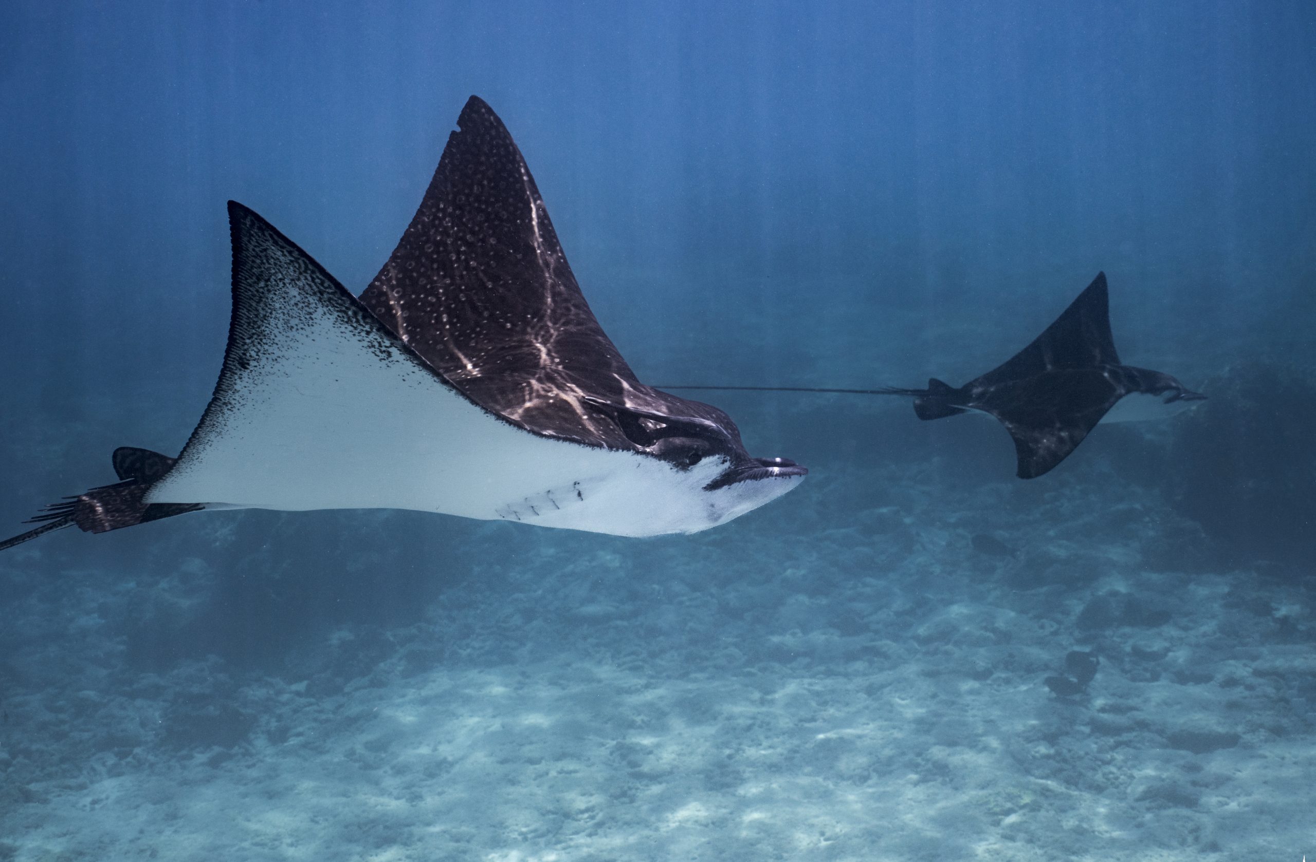 Giant manta becomes first manta ray to be listed as an endangered species -  Oceanographic - Oceanographic